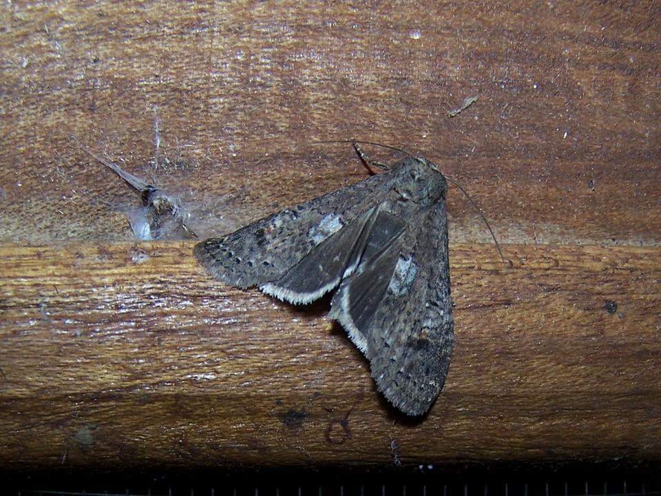 FIGURE 15 FIGURE 15